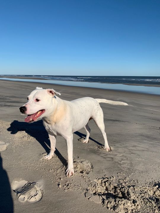 Max walking on the beach under a deep blue sky, tongue out