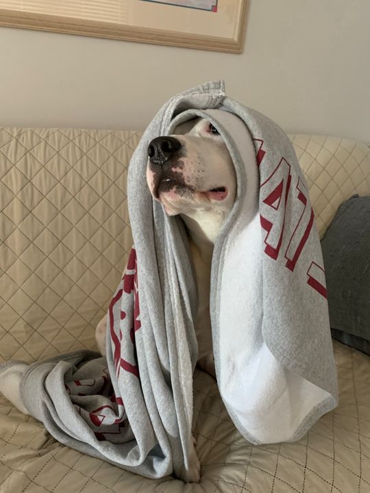 Max wrapped in a blanket like a hood, sitting on a couch