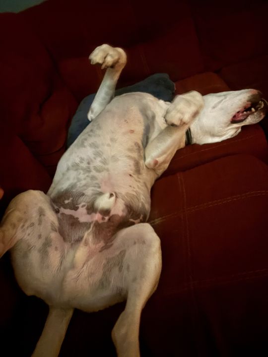 Max lying upside down on a red couch, legs in the air, mouth open