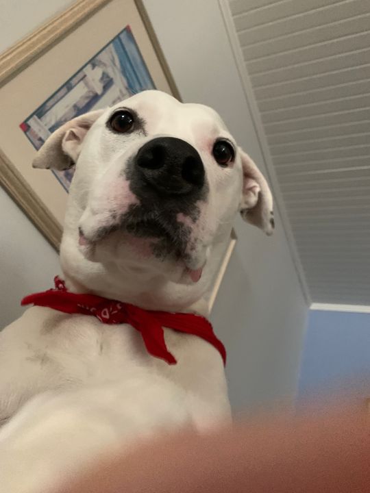 Max photographed from below, wearing a red bandana, looking down at the camera