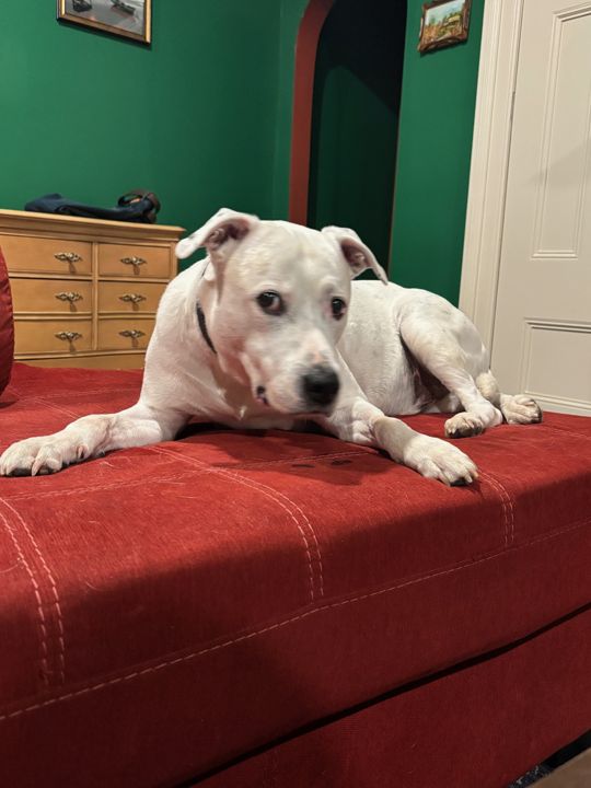 Max lying on a red couch in a room with green walls, looking at the camera