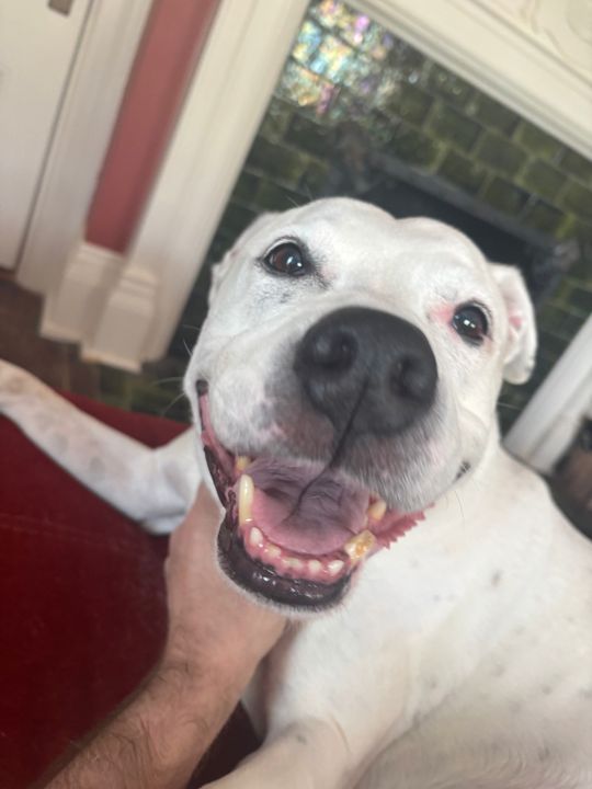 Max grinning widely with eyes squeezed shut while being scratched