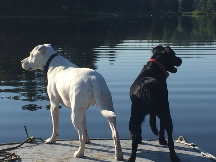Max and a black dog standing together on a dock looking out over a lake