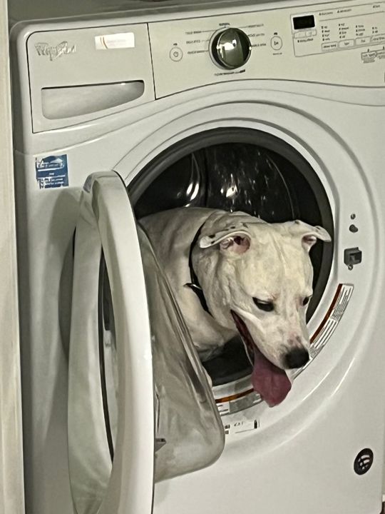 Max sitting inside a front-loading washing machine looking out