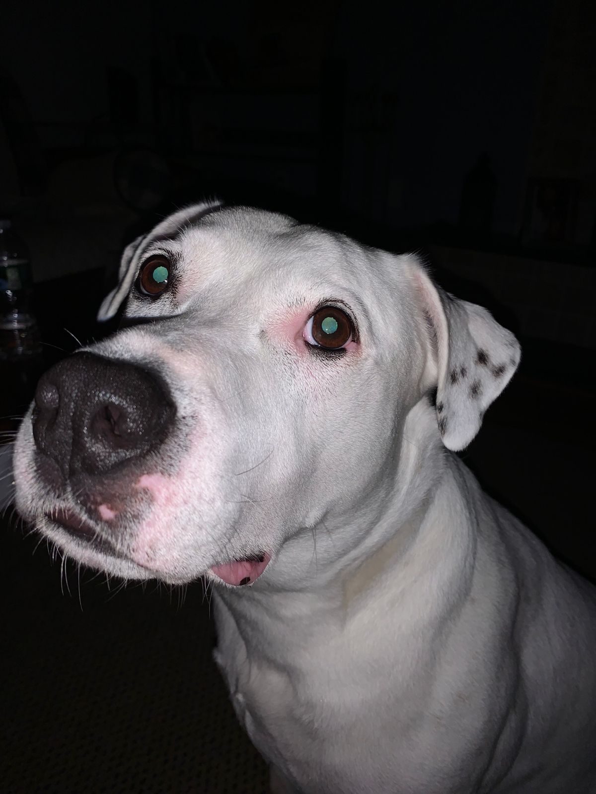 Max, a white dog with dark freckles on one ear, gazing upward in low light