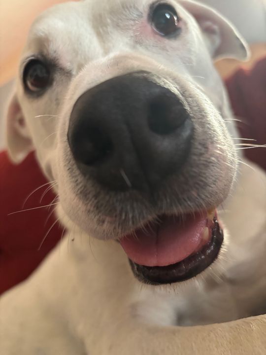 Extreme close-up of Max's nose and open mouth