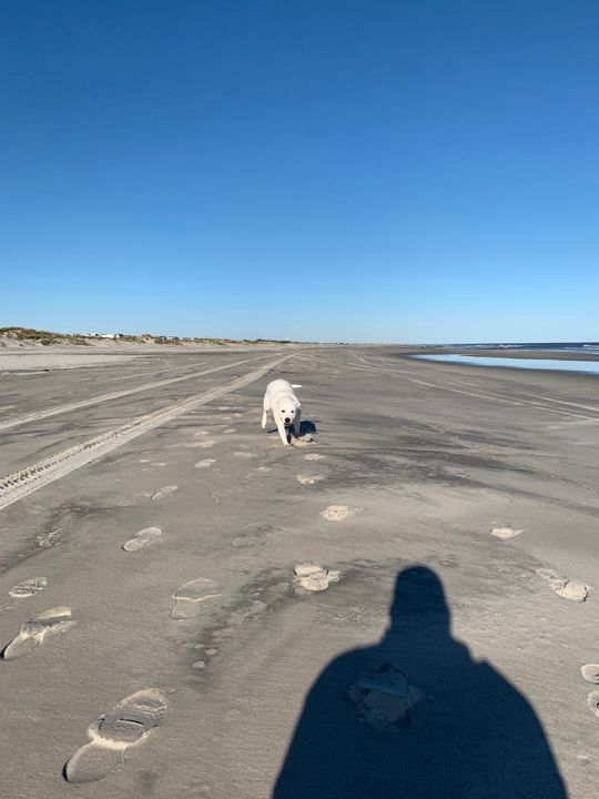 Max far down an empty beach while the photographer's shadow stretches across the sand