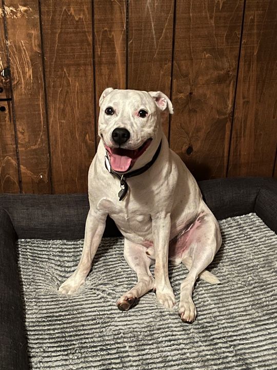 Max sitting upright on a gray rug against a wood-panel wall