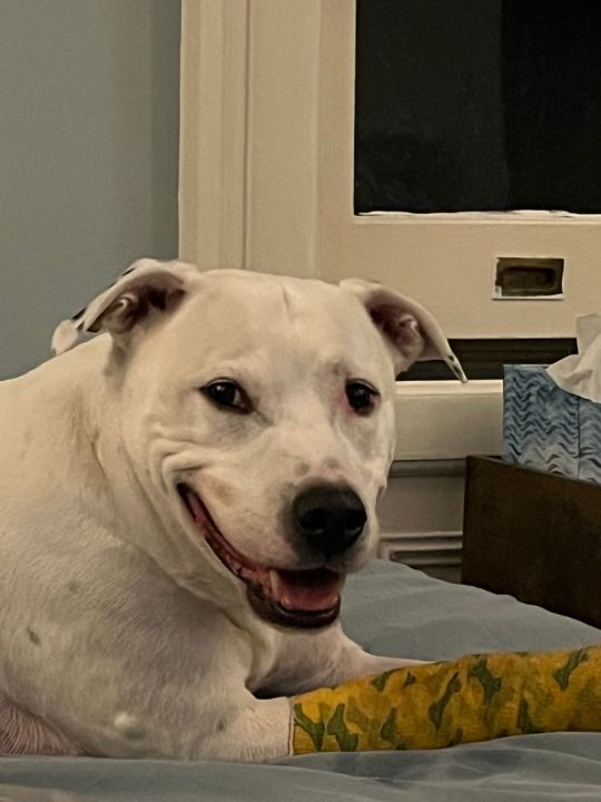 Max lying beside a bed with a relaxed open-mouth smile