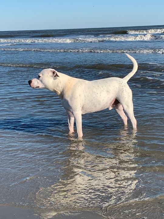 Max standing in shallow ocean water with his reflection below him