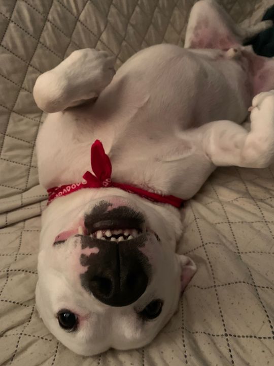 Max upside down on a quilt wearing a red bandana, teeth showing